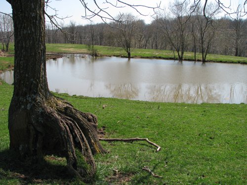 Property photo 22 - 137 Acres in 2 Tracts - 64 Tillable Acres, Potential Building Sites, Hunting